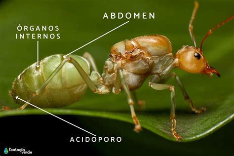 Partes De Una Hormiga Resumen Y Esquema