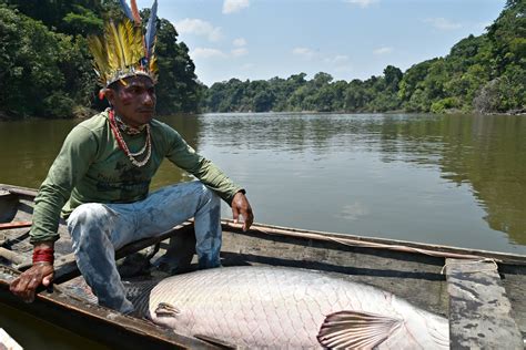 Como os indígenas preservam o pirarucu Amazônia Real