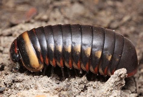 common giant pill millipede species sphaerotheriida  specimen