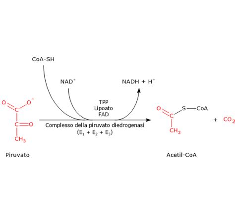 Deficienza Della Piruvato Deidrogenasi Pdh