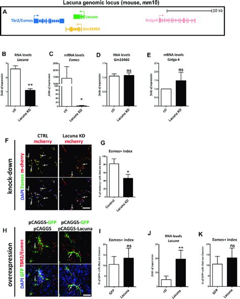 Lacuna Is Necessary For Eomes Expression In Mouse Neural Stem Cells