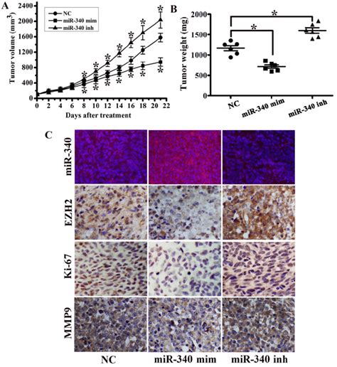 Mir Suppressed Tumor Growth In An Orthotopic Breast Cancer Mouse