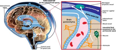 Csf Cerebrospinal Fluid Physiopedia