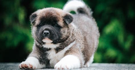 Discover The 2 Types Of Akita Dogs