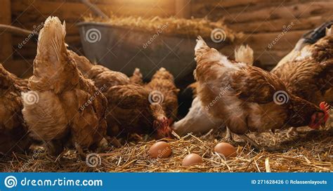 Chicken Hatching Eggs In A Henhouse Farming Lifestyle In The Countryside Hens Are Hatching