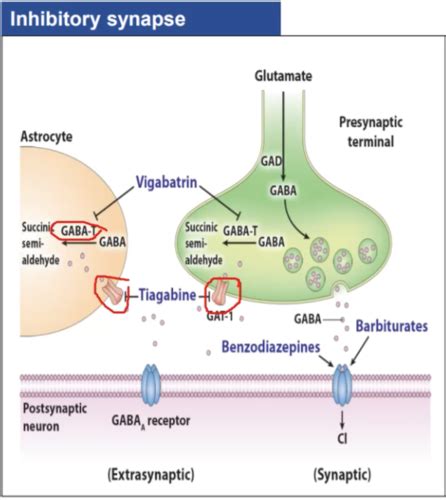7 3 Sedative Hypnotics Neurobiology And GABA Transmission Flashcards