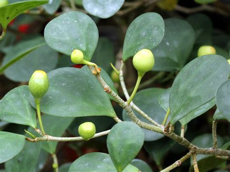 Ficus deltoidea (Moraceae) image 107913 at PhytoImages.siu.edu