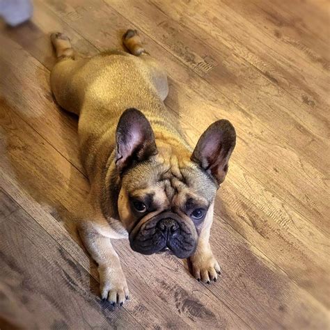 Bully Frenchie: What Is A "Bully" Frenchie? - French Bulldog Cafe