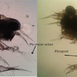 Larvae zoea-2 with 6 plumose setaes (A) and larvae zoea-5 with long of ...