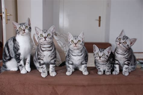 Download American Shorthair Wallpaper