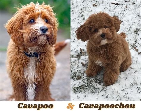 Whats The Difference Between A Cavapoo And A Cavoodle