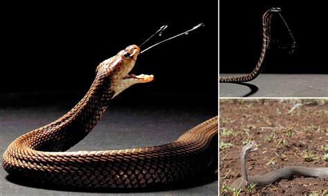 Spitting Cobra – Telegraph