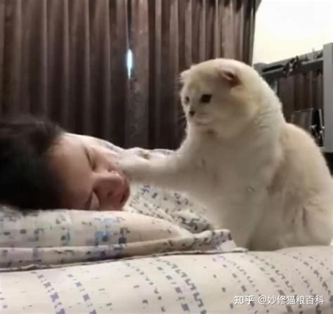 主人睡觉时，猫咪为什么总是嗅闻主人？ 知乎