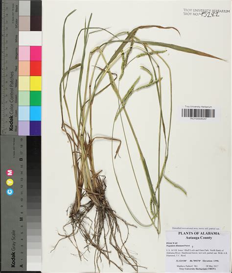 Paspalum Dilatatum Species Page Apa Alabama Plant Atlas