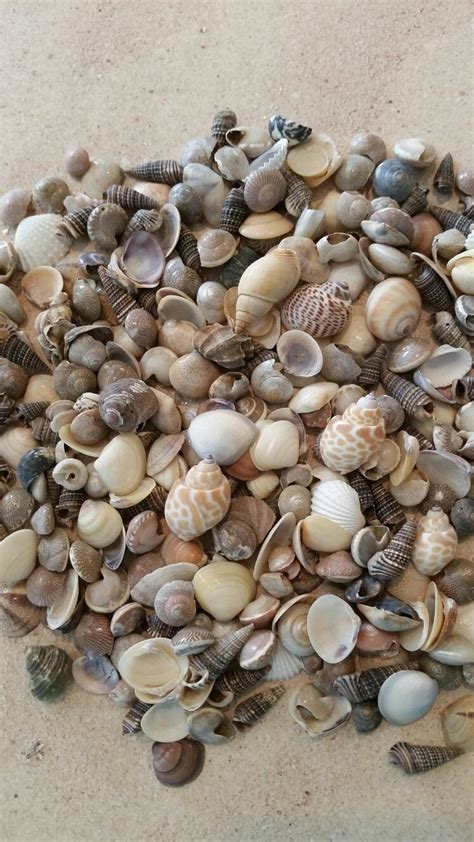 Small Natural Sea Shells Sea Shells Nautical Decor Etsy