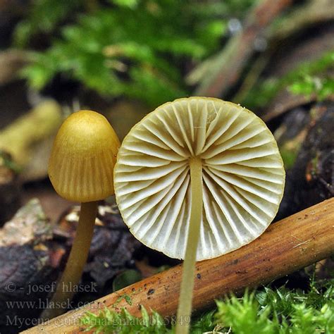 Mycena citrinomarginata Gelbschneidiger Helmling GulhĂtta Helmovka