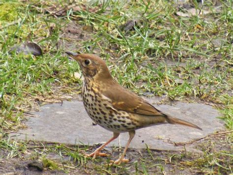 Tales From Hazel Cottage The Darkling Thrush And Friends