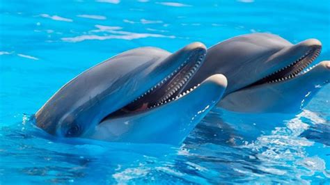 bodrum dolphin show swim