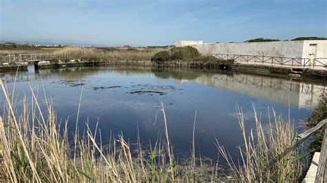 Dune Costiere La Regione Puglia Non Tutela Il Bene Paesaggistico