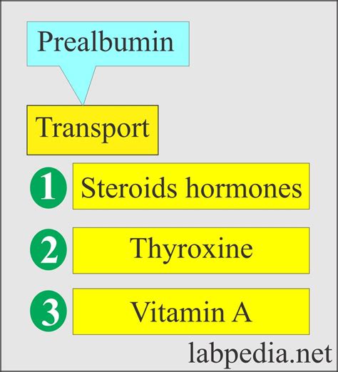 Thyroxine Binding Prealbumin TBPA Labpedia Net