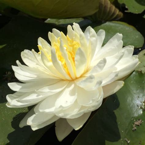 NYMPHAEA White 1000 Petals En Rhizome Gamm Vert