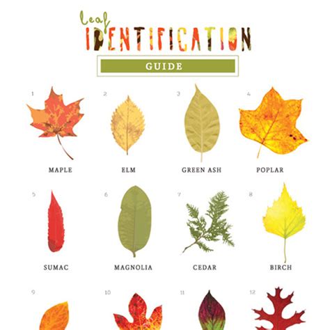 Leaf Identification Game - iMom