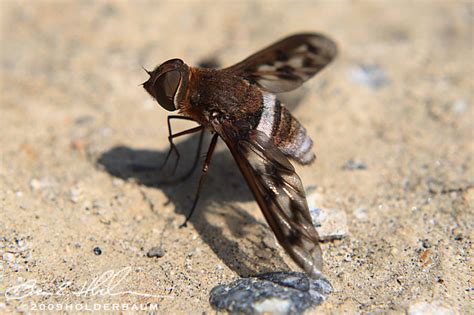 Bee Fly Ligyra Gazophylax Bugguidenet