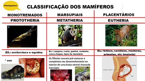 Resumos Classifica O Dos Mam Feros Biologia