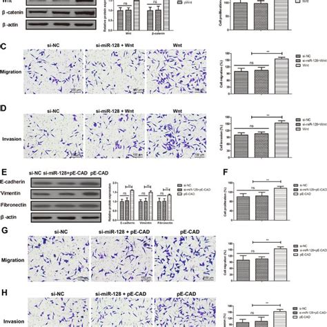 Expression Of Mir In Bone Cancer Tissues And Mg Cells A Mir