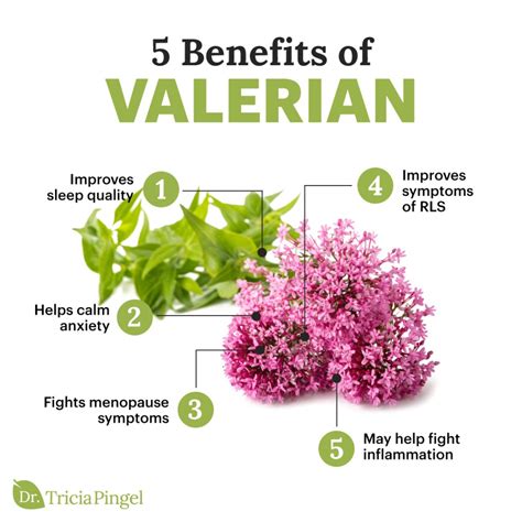 5 Powerful Valerian Benefits - Dr. Pingel