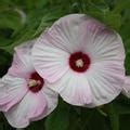 Hibiskus Luna Pink Swirl Lubera De