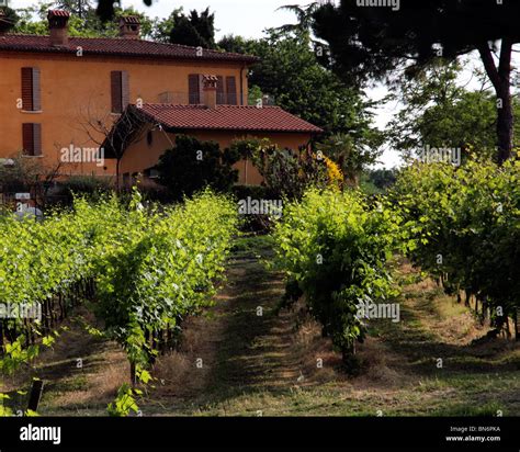 Vine vineyard italian grape italy hi-res stock photography and images ...