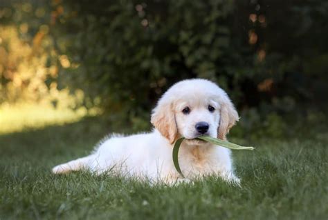 Seriöse Golden Retriever Züchter Welpen in Sachsen Hunde2 de