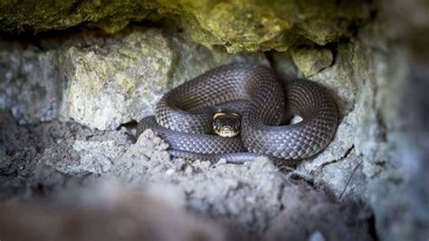 Potrebbe Trovarsi Nel Giardino Se Vedi Un Serpente Cosa Devi Fare