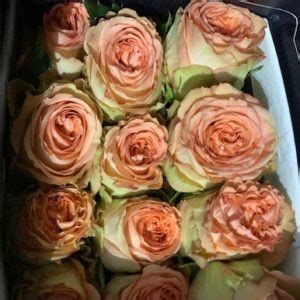 Country Home Roses Florabundance Wholesale Flowers