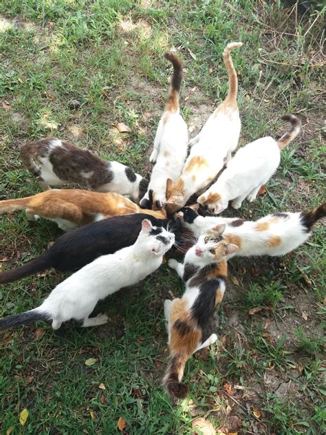 feeding stray cats 😍 : cats