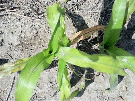 Multiple Problems Complicate Corn Plant Problem Diagnosis | North ...