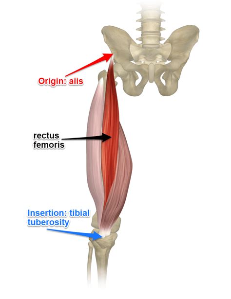 The Rectus Femoris Muscle - Yoganatomy