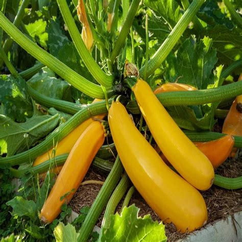 Squash Zucchini Yellow Long Seeds Buy Seeds Online At Best Price In