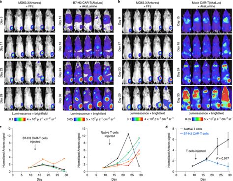 Dual Bioluminescence Imaging Of Tumor Xenografts And CAR T Cells In