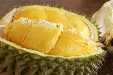 Mengapa Buah Durian Memiliki Aroma Yang Sangat Menyengat Indozone Fadami