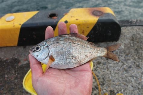 ウミタナゴって釣ったことある？初心者向きで堤防からたくさん釣れる魚の味や締め方についてご紹介！