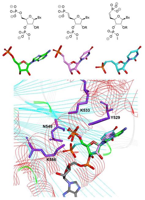 Structure of 5′-phosphate (green), (E)-5′-vinyl phosphonate (pink),... | Download Scientific Diagram