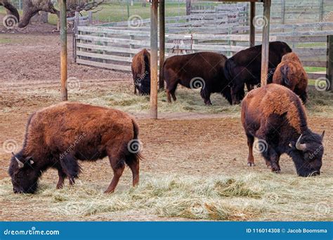 The Great Plains Zoo in Sioux Falls, South Dakota is a Family Fr ...