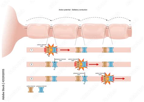 Nerve Impulse Transmission Saltatory Conduction Stock Illustration