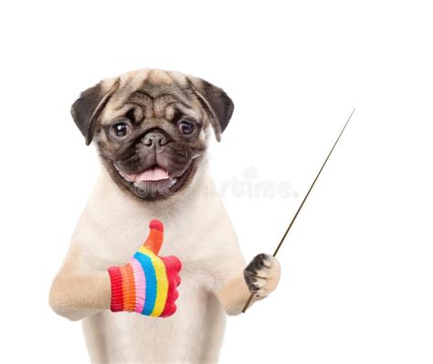 Dog Holding a Pointing Stick and Showing Thumbs Up. Isolated on White ...