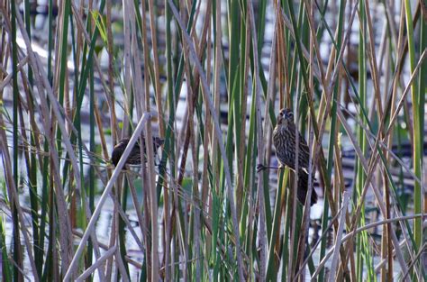 Freshwater marsh in Central FL, December : r/whatsthisbird