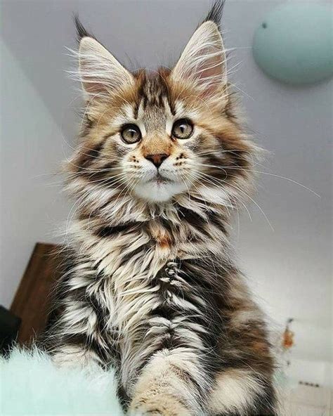 Maine Coon Personality Traits – Little tattoos by JD