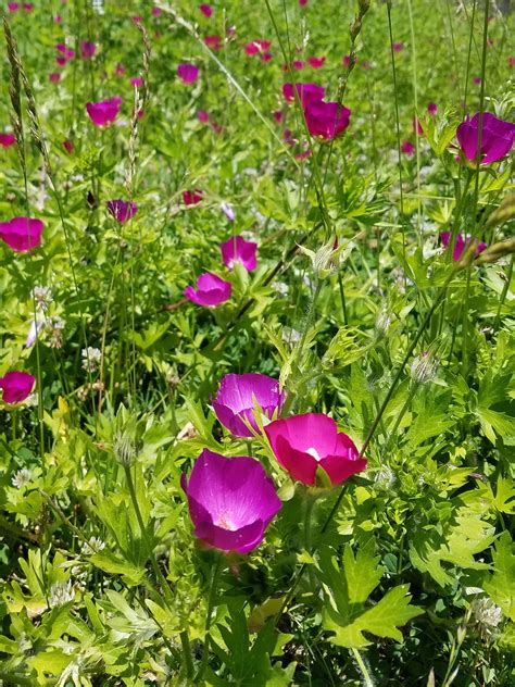 Purple Poppy Mallow (Callirhoe involucrata) | Heartland Seed of Missouri, LLC