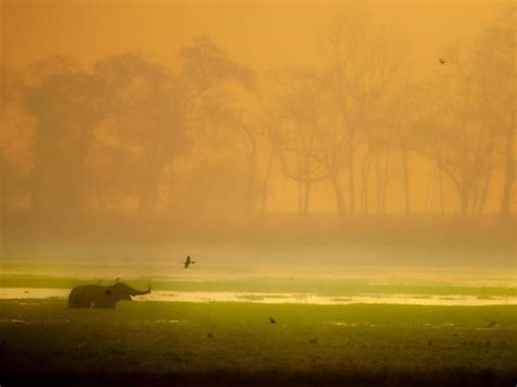 East India national parks wildlife tour | Responsible Travel